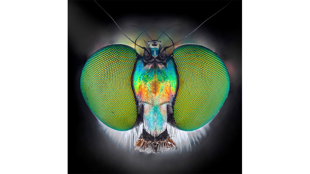 Ali Moughnieh, Insect Headshots, Winner: Animal and Nature.