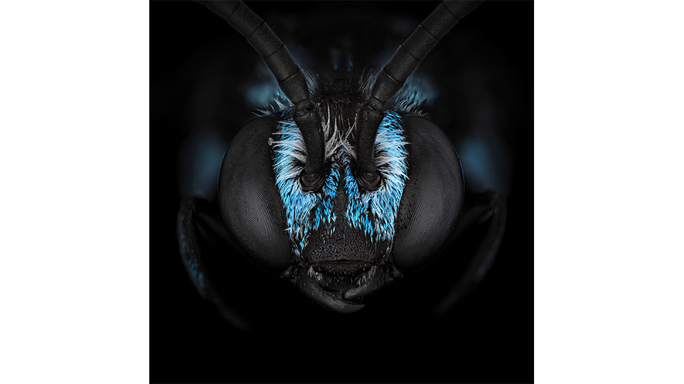 Ali Moughnieh, Insect Headshots, Winner: Animal and Nature.