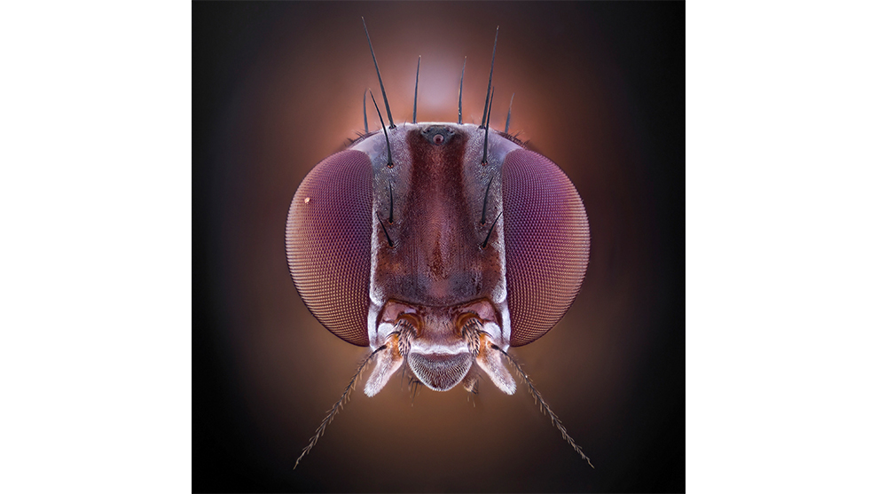 Ali Moughnieh, Insect Headshots, Winner: Animal and Nature.