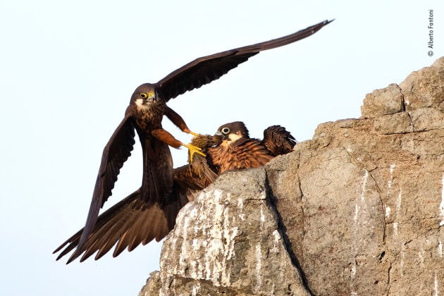 Eleonora's gift by Alberto Fantoni, Italy. Winner 2020, Rising Star Portfolio. On the steep cliffs of a Sardinian island, a male Eleonora&rsquo;s falcon brings his mate food &ndash; a small migrant, probably a lark, snatched from the sky as it flew over the Mediterranean. These falcons &ndash; medium-sized hawks &ndash; choose to breed on cliffs and small islands along the Mediterranean coast in late summer, specifically to coincide with the mass autumn migration of small birds as they cross the sea on their way to Africa. The males hunt at high altitudes, often far offshore, and take a wide range of small migrants on the wing, including various warblers, shrikes, nightingales and swifts. Outside the breeding season, and on windless days when passing migrants are scarce, they feed on large insects. When the chicks are fledged, they all head south to overwinter in Africa, mainly on Madagascar.