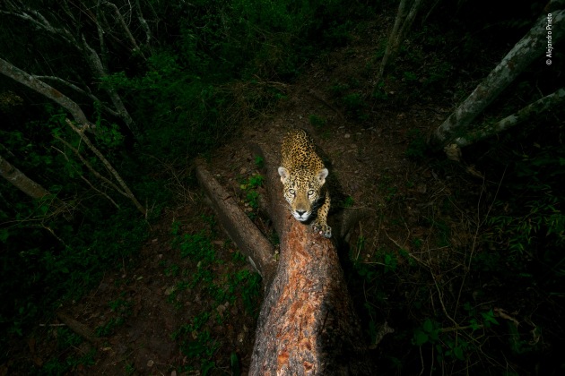 Signature tree by Alejandro Prieto, Mexico. Winner 2018, Wildlife Photojournalist Award: Story. A male jaguar sharpens his claws and scratches his signature into a tree on the edge of his mountain territory in the Sierra de Vallejo in Mexico&rsquo;s western state of Nayarit. The boundary-post has been chosen with care &ndash; the tree has soft bark, allowing for deep scratch marks that are a clear warning, backed by pungent scent, not to trespass. Alejandro set up his custom-built camera trap some 6 metres (20 feet) up the tree and returned every month to change the batteries. Eight months elapsed before the jaguar eventually returned to this corner of his realm to refresh his mark.