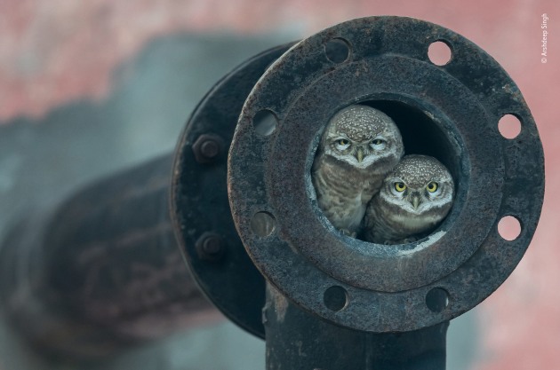 Pipe owls by Arshdeep Singh, India. Winner 2018, 10 Years and Under. Huddled together at the opening of an old waste-pipe, two spotted owlets look straight into Arshdeep&rsquo;s lens. He and his father had been driving out of Kapurthala, a city in the Indian state of Punjab, going on a birding trip, when he saw one of them dive into the pipe. His father didn&rsquo;t believe what he&rsquo;d seen but stopped the car and backed up. It wasn&rsquo;t long before one of the owlets popped its head out. Guessing this might be a nest site and keen to photograph such an unusual setting, Arshdeep begged to borrow his father&rsquo;s camera and telephoto lens. Using skills accrued from photographing birds since he was six years old, Arshdeep rested the lens on the car&rsquo;s open window and waited.