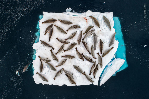 Bed of seals by Cristobal Serrano, Spain. Winner 2018, Animals in their environment. A small ice floe in the Errera Channel at the tip of the Antarctic Peninsula provides barely enough room for a group of crab-eater seals to rest, and the cracks are starting to show. It&rsquo;s the end of summer in the Antarctic, and so sea ice here is in short supply.