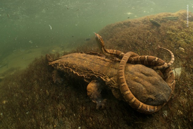 Hellbent by David Herasimtschuk, USA. Winner 2018, Behaviour: Amphibians and Reptiles. It was not looking good for the northern water snake, clamped tightly in the jaws of a hungry hellbender, but it was a remarkable find for David. Drifting downstream in Tennessee&rsquo;s Tellico River, in search of freshwater life (as he had done for countless hours over the past seven years), he was thrilled to spot the mighty amphibian with its struggling prey. North America&rsquo;s largest aquatic salamander &ndash; up to 75 centimetres (29 inches) long &ndash; the hellbender has declined significantly because of habitat loss and degradation of the habitat that remains.