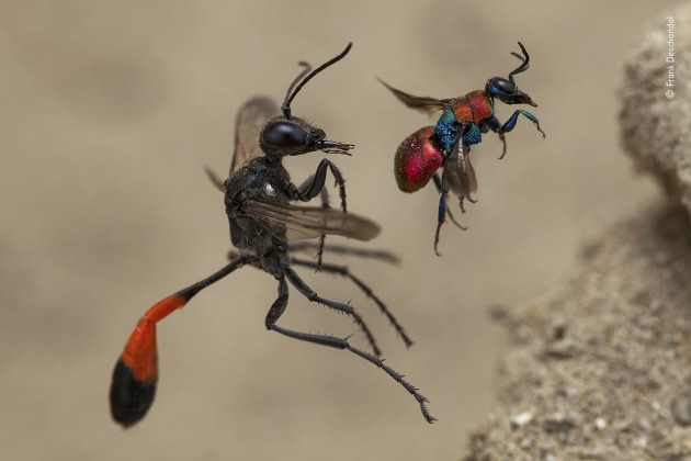 A tale of two wasps by Frank Deschandol, France. Winner 2020, Behaviour: Invertebrates. This remarkable simultaneous framing of a red-banded sand wasp (left) and a cuckoo wasp, about to enter next-door nest holes, is the result of painstaking preparation. The female Hedychrum cuckoo wasp &ndash; just 6 millimetres long (less than 1/4 inch) &ndash; parasitizes the nests of certain solitary digger wasps, laying her eggs in her hosts&rsquo; burrows so that her larvae can feast on their eggs or larvae and then the food stores. The much larger red-banded sand wasp lays her eggs in her own burrow, which she provisions with caterpillars, one for each of her young to eat when they emerge. Frank&rsquo;s original aim was to photograph the vibrant cuckoo wasp, its colours created by the refraction of light from its cuticle (tough enough to withstand the attack of the wasps it parasitizes).