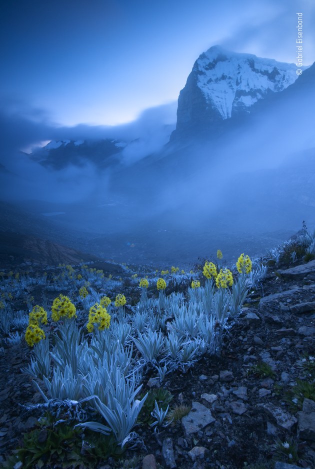 Out of the blue by Gabriel Eisenband, Colombia. Winner 2020, Plants and Fungi. It was Ritak&rsquo;Uwa Blanco, the highest peak in the Eastern Cordillera of the Colombian Andes, that Gabriel had set out to photograph. Pitching his tent in the valley, he climbed up to photograph the snow-capped peak against the sunset. But it was the foreground of flowers that captured his attention. Sometimes known as white arnica, the plant is a member of the daisy family found only in Colombia. It flourishes in the high-altitude, herb-rich p&aacute;ramo habitat of the Andes, adapted to the extreme cold with a dense covering of woolly white &lsquo;hair&rsquo; and &lsquo;antifreeze&rsquo; proteins in its leaves. As the magic hour of sunset passed, there followed a blue hour that drenched the scene in an ethereal blue light. But while the silver-grey leaves were washed in blue, the flowers shone bright yellow.