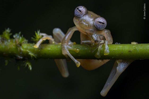 Life in the balance by Jaime Culebras, Spain. Winner 2020, Behaviour: Amphibians and Reptiles. A Manduriacu glass frog snacks on a spider in the foothills of the Andes, northwestern Ecuador. As big consumers of invertebrates, glass frogs play a key part in maintaining balanced ecosystems. That night, Jaime&rsquo;s determination to share his passion for them had driven him to walk for four hours, in heavy rain, through the forest to reach the frogs&rsquo; streams in Manduriacu Reserve. But the frogs were elusive and the downpour was growing heavier and heavier. As he turned back, he was thrilled to spot one small frog clinging to a branch, its eyes like shimmering mosaics. Not only was it eating &ndash; he had photographed glass frogs eating only once before &ndash; but it was also a newly discovered species. Distinguished by the yellow spots on its back and lack of webbing between its fingers, the Manduriacu frog is found only in this small area.