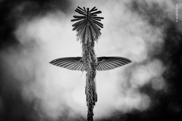 The vision by Jan van der Greef, The Netherlands. Winner 2018, Black and White. Perfectly balanced, its wings vibrating, its tail opening and closing, with its tiny feet touching the spike for just an instant, an eastern mountaineer hummingbird siphons nectar from the florets of a red-hot-poker plant. Positioned by the flower, Jan had anticipated the bird&rsquo;s behaviour. For a number of days he had been stationed in the garden of his hotel in southern Peru, observing hummingbirds. He noticed that an eastern mountaineer &ndash; a species found only in Peru, characterized by its long, black-and-white forked tail &ndash; would rotate around the red-hot-poker spikes as it fed. He also saw that, when the bird moved behind a spike and its tail closed for a moment, a beautiful cross appeared. Determining to capture this strange vision, he staked out a spot underneath a single red-hot-poker plant (native to Africa, where it is pollinated by nectar‑drinkers such as sunbirds).