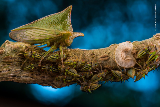 Mother defender by Javier Aznar Gonz&aacute;lez de Rueda, Spain. Winner 2018, Wildlife Photographer Portfolio Award. A large Alchisme treehopper guards her family as the nymphs feed on the stem of a nightshade plant in El Jard&iacute;n de los Sue&ntilde;os reserve in Ecuador. Unlike many treehoppers, which enlist the help of other insects (mostly ants), this species is guarded by the mother alone. She lays her eggs on the underside of a nightshade leaf, covers them with a thin secretion and then shields the clutch with her tiny frame.