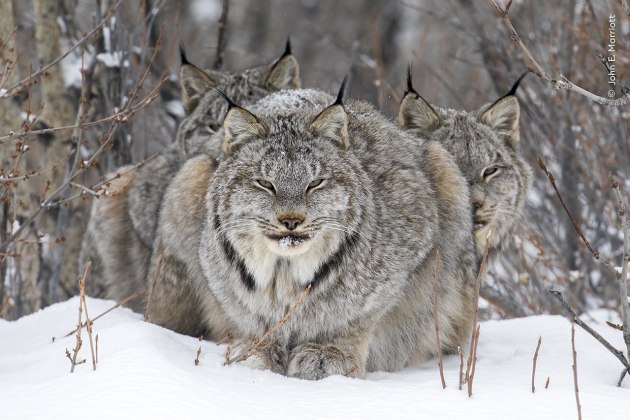 Image: John Marriott / Wildlife Photographer of the Year.