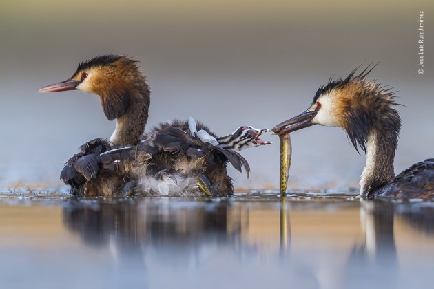 Great crested sunrise by Jose Luis Ruiz Jim&eacute;nez, Spain. Winner 2020, Behaviour: Birds. After several hours up to his chest in water in a lagoon near Brozas, in the west of Spain, Jose Luis captured this intimate moment of a great crested grebe family. His camera floated on a U-shaped platform beneath the small camouflaged tent that also hid his head. The grebes are at their most elegant in the breeding season &ndash; ornate plumage, crests on their heads, neck feathers that they can fan into ruffs, striking red eyes and pink-tinged bills. They build a nest of aquatic plant material, often among reeds at the edge of shallow water. To avoid predators, their chicks leave the nest within a few hours of hatching, hitching a snug ride on a parent&rsquo;s back. Here the backlings will live for the next two to three weeks, being fed as fast as their parents can manage. Even when a youngster has grown enough to be able to swim properly, it will still be fed, for many more weeks, until it fledges.
