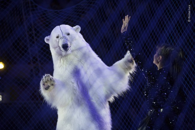 Show Business by Kirsten Luce, USA. Winner 2020, Wildlife Photojournalism: Single Image. One hand raised signalling the bear to stand, the other holding a rod, the trainer directs the ice-rink show. A wire muzzle stops the polar bear biting back, and blue safety netting surrounds the circus ring. It&rsquo;s a shocking sight &ndash; not because of the massive predator towering over the petite woman in her ice-skating outfit but because of the uneven power dynamic expressed by the posture of the bear and the knowledge that it is not performing by choice. But for the visitors to the travelling Russian circus &ndash; here in the city of Kazan, Tatarstan &ndash; it is entertainment. They are ignorant of how the polar bear has been trained and what it might endure behind the scenes &ndash; including the fact that, when not performing, it probably spends most of its time in a transportation cage.