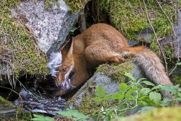 The fox that got the goose by Liina Heikkinen, Finland. Winner 2020, 15-17 years old, YOUNG GRAND TITLE WINNER. It was on a summer holiday in Helsinki that Liina, then aged 13, heard about a large fox family living in the city suburbs on the island of Lehtisaari. The island has both wooded areas and fox-friendly citizens, and the foxes are relatively unafraid of humans. So Liina and her father spent one long July day, without a hide, watching the two adults and their six large cubs, which were almost the size of their parents, though slimmer and lankier. In another month, the cubs would be able to fend for themselves, but in July they were only catching insects and earthworms and a few rodents, and the parents were still bringing food for them &ndash; larger prey than the more normal voles and mice. It was 7pm when the excitement began, with the vixen&rsquo;s arrival with a barnacle goose. Feathers flew as the cubs began fighting over it.