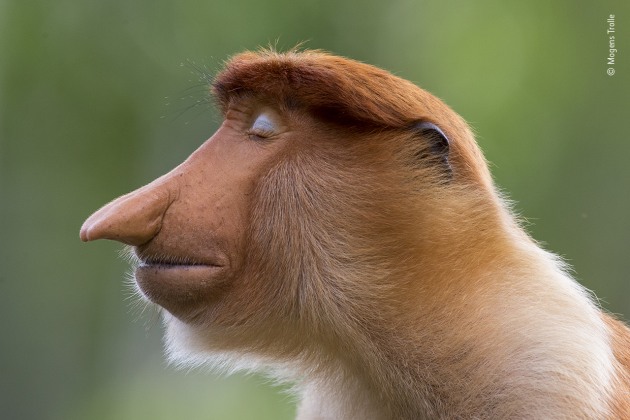 The pose by Mogens Trolle, Denmark. Winner 2020, Animal Portraits. A young male proboscis monkey cocks his head slightly and closes his eyes. Unexpected pale blue eyelids now complement his immaculately groomed auburn hair. He poses for a few seconds as if in meditation. He is a wild visitor to the feeding station at Labuk Bay Proboscis Monkey Sanctuary in Sabah, Borneo &ndash; &lsquo;the most laid-back character,&rsquo; says Mogens, who has been photographing primates worldwide for the past five years. In some primate species, contrasting eyelids play a role in social communication, but their function in proboscis monkeys is uncertain. The most distinctive aspect of this young male &ndash; sitting apart from his bachelor group &ndash; is, of course, his nose. As he matures, it will signal his status and mood (female noses are much smaller) and be used as a resonator when calling. Indeed, it will grow so big that it will hang down over his mouth &ndash; he may even need to push it aside to eat.