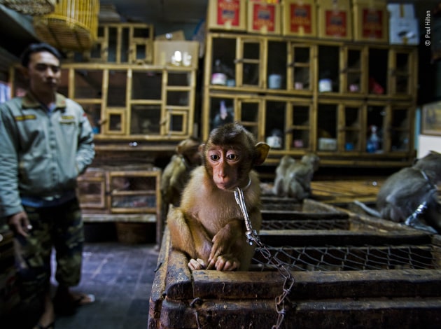 Backroom business by Paul Hilton, UK/Australia. Winner 2020, Wildlife Photojournalist Story Award. A young pig-tailed macaque is put on show chained to a wooden cage in Bali&rsquo;s bird market, Indonesia. Its mother and the mothers of the other youngsters on show, would have been killed. Pig‑tailed macaques are energetic, social primates living in large troops in forests throughout Southeast Asia. As the forests are destroyed, they increasingly raid agricultural crops and are shot as pests. The babies are then sold into a life of solitary confinement as a pet, to a zoo or for biomedical research. Having convinced the trader that he was interested in buying the monkey, Paul photographed it in the dark backroom using a slow exposure. Much of the illegal wildlife in the open‑air bird market is traded in the backroom areas. Macaques can be legally sold; banned species such as baby orangutans are kept boxed out of sight.