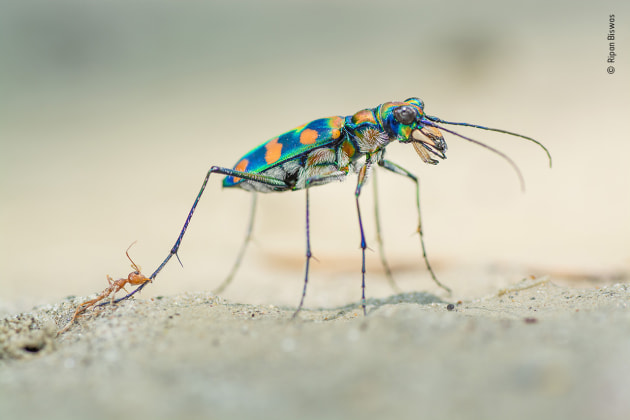 The last bite by Ripan Biswas, India. Winner 2020, Wildlife Photographer of the Year Portfolio Award. These two ferocious predators don&rsquo;t often meet. The giant riverine tiger beetle pursues prey on the ground, while weaver ants stay mostly in the trees &ndash; but if they do meet, both need to be wary. When an ant colony went hunting small insects on a dry river bed in Buxa Tiger Reserve, West Bengal, India, a tiger beetle began to pick off some of the ants. In the heat of the midday sun, Ripan lay on the sand and edged closer. The beetle&rsquo;s bulging eyes excel at spotting invertebrate prey, which it sprints towards so fast that it has to hold its antennae out in front to avoid obstacles. Its bright orange spots &ndash; structural colour produced by multiple transparent reflecting layers &ndash; may be a warning to predators that it uses poison (cyanide) for protection. At more than 12 millimetres long (half an inch), it dwarfed the weaver ants.