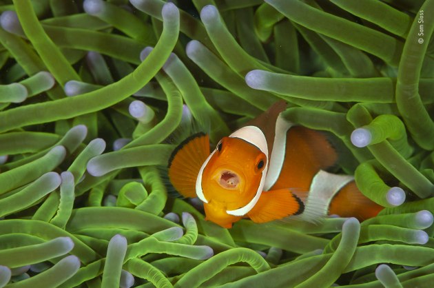 A mean mouthful by Sam Sloss, Italy/USA. Winner 2020, 11-14 years old. On a diving holiday in North Sulawesi, Indonesia, Sam stopped to watch the behaviour of a group of clownfishes as they swam with hectic and repeated patterns in and out and around their home, a magnificent anemone. He was intrigued by the expression of one individual, the result of its mouth being constantly open, holding something. Clownfish are highly territorial, living in small groups within an anemone. The anemone&rsquo;s stinging tentacles protect the clownfish and their eggs from predators &ndash; a clownfish itself develops a special layer of mucus to avoid being stung. In return, the tenants feed on debris and parasites within the tentacles and aerate the water around them and may also deter anemone‑eating fish. Rather than following the moving fish in his viewfinder, Sam positioned himself where he knew it would come back into the frame.