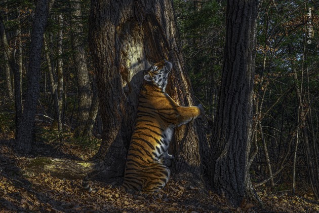 The embrace by Sergey Gorshkov, Russia. Winner 2020, Animals in their Environment, GRAND TITLE WINNER. With an expression of sheer ecstasy, a tigress hugs an ancient Manchurian fir, rubbing her cheek against bark to leave secretions from her scent glands. She is an Amur, or Siberian, tiger, here in the Land of the Leopard National Park, in the Russian Far East. The race &ndash; now regarded as the same subspecies as the Bengal tiger &ndash; is found only in this region, with a small number surviving over the border in China and possibly a few in North Korea. Hunted almost to extinction in the past century, the population is still threatened by poaching and logging, which also impacts their prey &ndash; mostly deer and wild boar, which are also hunted. But recent (unpublished) camera‑trap surveys indicate that greater protection may have resulted in a population of possibly 500&ndash;600 &ndash; an increase that it is hoped a future formal census may confirm.