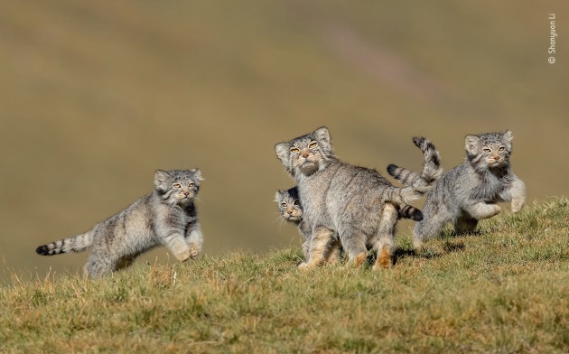When mother says run by Shanyuan Li, China. Winner 2020, Behaviour: Mammals. This rare picture of a family of Pallas&rsquo;s cats, or manuls, on the remote steppes of the Qinghai&ndash;Tibet Plateau in northwest China is the result of six years&rsquo; work at high altitude. These small cats are normally solitary, hard to find and mostly active at dawn and dusk. Through long-term observation, Shanyuan knew his best chance to photograph them in daylight would be in August and September, when the kittens were a few months old and the mothers bolder and intent on caring for them. He tracked the family as they descended to about 3,800 metres (12,500 feet) in search of their favourite food &ndash; pikas (small, rabbit‑like mammals) &ndash; and set up his hide on the hill opposite their lair, an old marmot hole. Hours of patience were rewarded when the three kittens came out to play, while their mother kept her eye on a Tibetan fox lurking nearby.