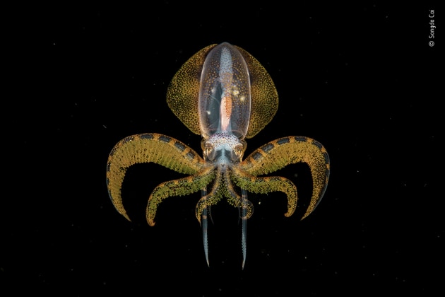 The golden moment by Songda Cai, China. Winner 2020, Under Water. A tiny diamondback squid paralarva flits below in the blackness, stops hunting for an instant when caught in the light beam, gilds itself in shimmering gold and then moves gracefully out of the light. The beam was Songda&rsquo;s, on a night‑dive over deep water, far off the coast of Anilao, in the Philippines. He never knows what he might encounter in this dark, silent world. All sorts of larvae and other tiny animals &ndash; zooplankton &ndash; migrate up from the depths under cover of night to feed on surface-dwelling phytoplankton, and after them come other predators. Diamondback squid are widespread in tropical and subtropical oceans, preying on fish, other squid and crustaceans near the surface. In November, hundreds gather off Anilao to spawn. A paralarva is the stage between hatchling and subadult, already recognizable as a squid, here 6&ndash;7 centimetres long (21/2 inches).