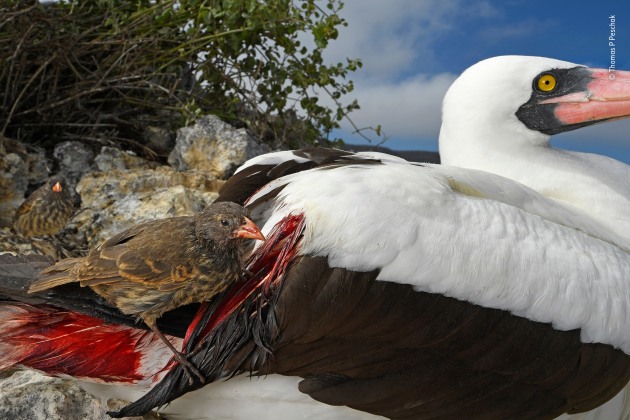 Blood thirsty by Thomas P Peschak, Germany/South Africa Winner 2018, Behaviour: Birds. When rations run short on Wolf Island, in the remote northern Gal&aacute;pagos, the sharp-beaked ground finches become vampires. Their sitting targets are Nazca boobies and other large birds on the plateau. Boobies thrive here, nesting among dense cactus thickets and fishing in the surrounding ocean, but the finches have a tougher time. The island has no permanent water and little rainfall. The finches &ndash; among the species that inspired Darwin&rsquo;s theory of evolution &ndash; rely on a scant diet of seeds and insects, which regularly dries up. Pecking away at the base of booby flight feathers with their sharp beaks &ndash; a trait that may have evolved from feeding on the birds&rsquo; parasites &ndash; they drink blood to survive. &lsquo;I&rsquo;ve seen more than half a dozen finches drinking from a single Nazca booby,&rsquo; says Tom. Rather than leave and expose their eggs and chicks to the sun, the boobies appear to tolerate the vampires.