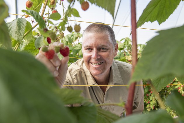Sweet harvest: BerryWorld Australia MD Gavin Scurr