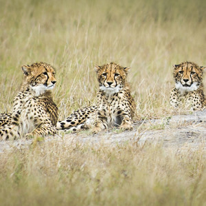 Baby cheetahs in a row. Nikon D800, 70-200mm lens @ 200mm, 1/2500s @ f/4, ISO 250, hand-held.