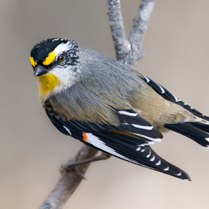 <i>There were many distracting branches behind this Striated Pardalote.  I decided to position myself in a spot where it was clear, making for a &lsquo;cleaner&rsquo; image.  Nikon D800, 80-200mm lens @ 200mm, 1/1255s @ f/3.2, ISO 800, hand-held.</i>