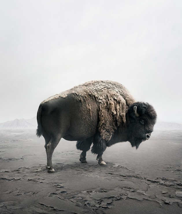 &copy; Alice Zilberberg. Be Here Bison, 2018. 40&rdquo; by 35&rdquo; (Edition of 10), 60&rdquo; by 51&rdquo; (Edition of 5).