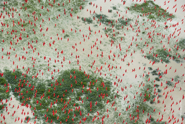 Amazon: Paradise Threatened. &copy; Daniel Beltr&aacute;. 
ENVIRONMENT - THIRD PRIZE, STORIES.
After declining from major peaks in 1995 and 2004, the rate of deforestation in the Brazilian Amazon increased sharply in 2016, under pressure from logging, mining, agriculture and hydropower developments. The Amazon forest is one of Earth&rsquo;s great &lsquo;carbon sinks&rsquo;, absorbing billions of tonnes of carbon dioxide each year and acting as a climate regulator. Without it, the world&rsquo;s ability to lock up carbon would be reduced, compounding the effects of global warming.
5 February 2017. Scarlet ibises fly above flooded lowlands, near Bom Amigo, Amap&aacute;, Brazilian Amazon.
