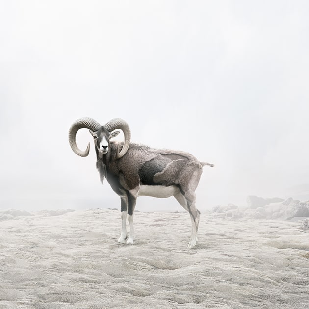 &copy; Alice Zilberberg. Reflecting Ram, 2018. 40&rdquo; by 40&rdquo; (Edition of 10), 60&rdquo; by 60&rdquo; (Edition of 5).