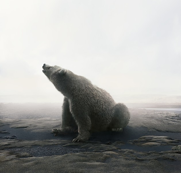 &copy; Alice Zilberberg. Bear with It, 2018. 40&rdquo; by 42&rdquo; (Edition of 10), 60&rdquo; by 62&rdquo; (Edition of 5).