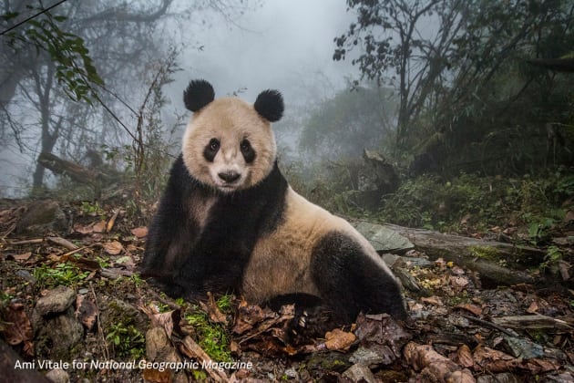 Nature - Second Prize, Stories. Pandas Gone Wild. Ye Ye, a 16-year-old giant panda, lounges in a massive wild enclosure at a conservation center in Wolong Nature Reserve. Her 2-year-old cub, Hua Yan ("Pretty Girl") was released into the wild after two years of "panda training". Her name, whose characters represent Japan and China, celebrates the friendship between the two nations. &copy; Ami Vitale, for National Geographic Magazine.