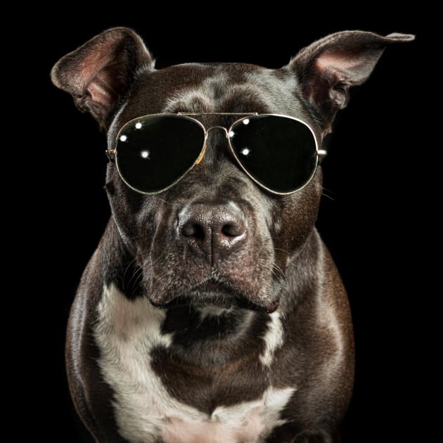 Wrench (Staffy). &copy; Ken Drake.
