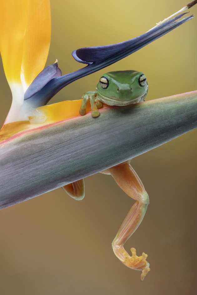 &copy; Louise Wolbers. Winner, Animal &ndash; Australasia's Top Emerging Photographers 2021.