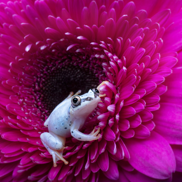 &copy; Louise Wolbers. Winner, Animal &ndash; Australasia's Top Emerging Photographers 2021.