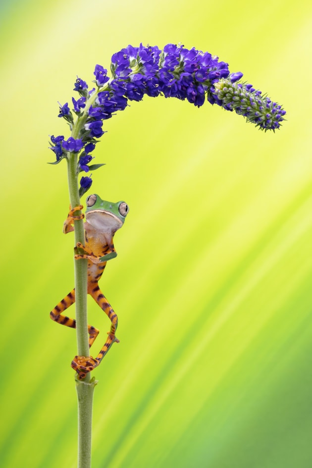 &copy; Louise Wolbers. Winner, Animal &ndash; Australasia's Top Emerging Photographers 2021.