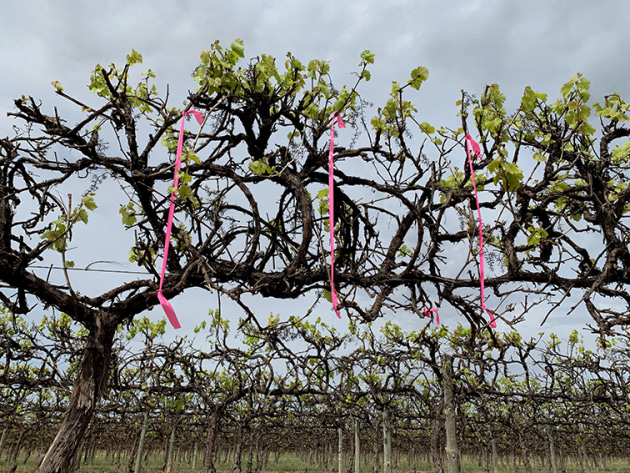 Sectioning the vineyard into measureable slices.