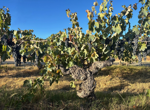 South Australian wine producer, Ch&acirc;teau Tanunda, has joined Francs de Pied, an international association advocating for the preservation of the world&rsquo;s rare old, ungrafted vineyards &ndash; many of which remain in the Barossa Valley.
Source: Ch&acirc;teau Tanunda