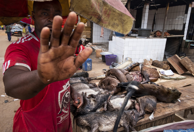 Nature Stories Nominee. &copy; Brent Stirton, South Africa, Getty Images, for National Geographic. Pangolins in Crisis.