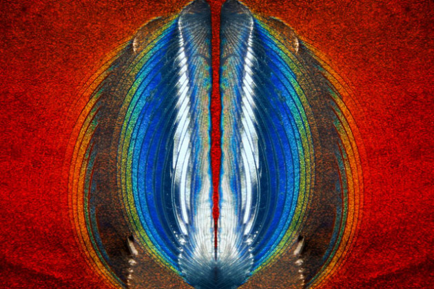 11th Place. Image by Steven Simon, Grand Prairie, Texas, USA. 
Subject Matter: Plastic fracturing on credit card hologram.
Magnification: 10x (objective lens magnification).