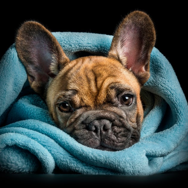Chase (French Bulldog). &copy; Ken Drake.