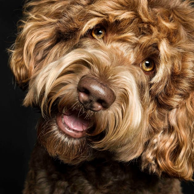 Maximus (Labradoodle). &copy; Ken Drake.
