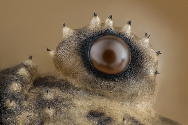 12th Place. Image by Charles B. Krebs, Issaquah, Washington, USA.
Subject Matter: Opiliones (daddy longlegs) eye
Magnification: 20x (objective lens magnification).