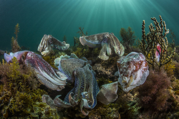 The Australian Giant Cuttlefish aggregation is truly one of nature&rsquo;s great events. Thousands of cuttlefish congregate in the shallow waters around the Spencer gulf in South Australia, to mate and perpetuate the species. The cuttlefish like alien beings, display an array of patterns, textures and colours to indicate their intentions. As male courts a female or wards off other males, and entourage of suiters stay poised for an opportunity to mate with the female. A visual delight and a rare glimpse of nature in all its glory.
&copy; Scott Portelli, 1st Place, Australia National Award, 2016 Sony World Photography Awards.