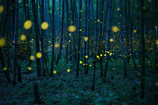&copy; Kei Nomiyana, Japan, Winner, Open Competition, Low Light, 2016 Sony World Photography Awards.