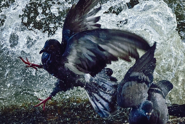 &copy; Chaiyot Chanyam, Thailand, Winner, Open Competition Split Second, 2016 Sony World Photography Awards.