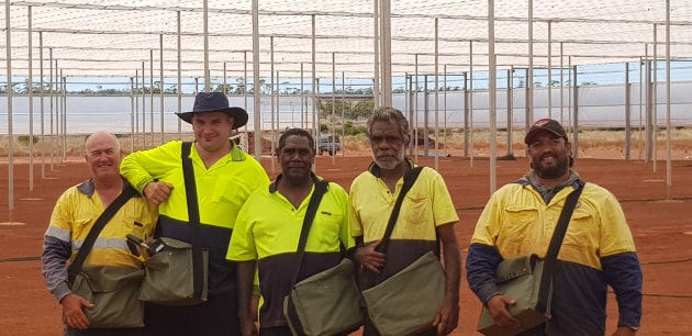 The Midwest Employment and Economic Development Aboriginal Corporation (MEEDAC) was incorporated by the Mullewa community in the Mid-West northern wheat belt of Western Australia. It stemmed from community elders&rsquo; concern there were no meaningful employment and training opportunities for their people. Five Indigenous locals were employed for the construction of the 10,000 square metre shade house and the project offers ongoing employment and training opportunities.