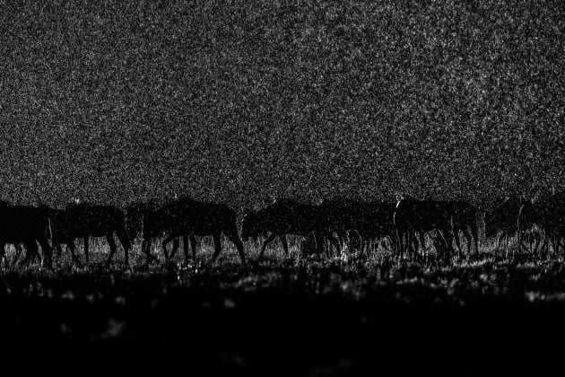 Following the Rain, from the series, "African Wildlife at Night".
