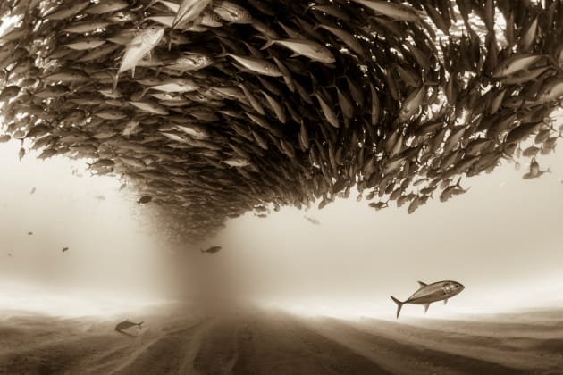 Jacks at Cabo Pulmo, from the series, "Silent Kingdom". Mexico, Baja California, Sea of Cortez. A big school of Jacks forming a ceiling found at the protected marine area of Cabo Pulmo. &copy; Christian Vizl, Mexico, 3rd Place, Professional, Natural World, 2017 Sony World Photography Awards.